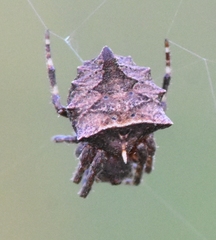 Acanthepeira