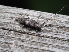 Acanthocinus griseus