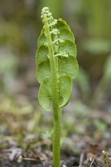 Botrychium neolunaria