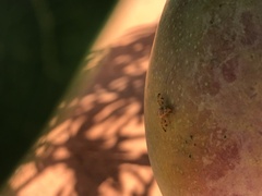 Ceratitis cosyra