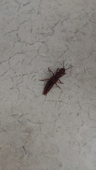 Platydracus vittatus