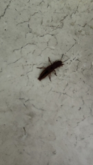 Platydracus vittatus