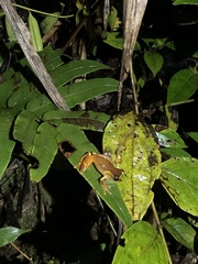 Dendropsophus sarayacuensis