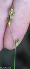 Carex deweyana