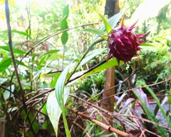 Elleanthus capitatus