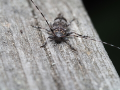 Acanthocinus griseus