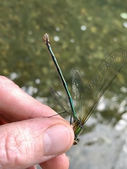 Calopteryx angustipennis