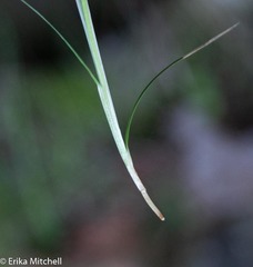 Carex deweyana