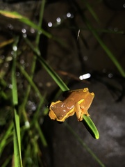 Dendropsophus bifurcus
