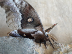 Antheraea oculea