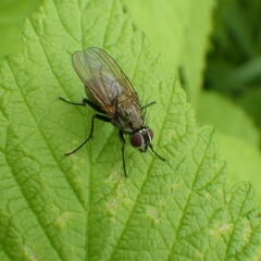 Hydrophoria lancifer