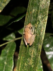 Pristimantis altamnis