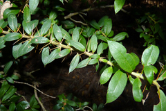 Archidasyphyllum diacanthoides