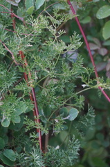 Clematis aethusifolia