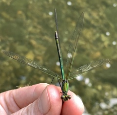 Calopteryx angustipennis