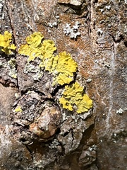 Xanthoria parietina