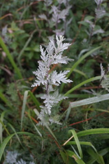 Artemisia gmelinii