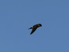 Aerodramus spodiopygius assimilis