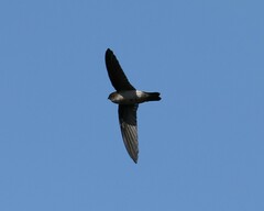 Aerodramus spodiopygius assimilis