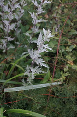 Artemisia gmelinii