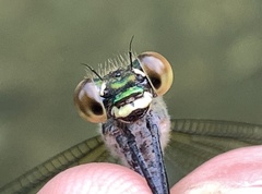 Calopteryx angustipennis