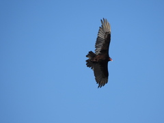 Cathartes aura image