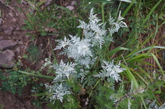 Artemisia gmelinii