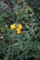 Erysimum amurense