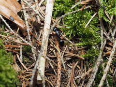Camponotus ligniperda
