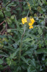 Erysimum amurense