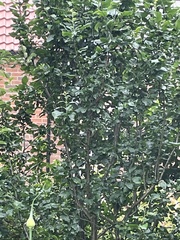 Troglodytes troglodytes