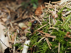Camponotus ligniperda