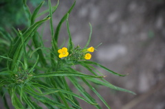 Erysimum amurense