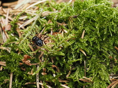 Camponotus ligniperda