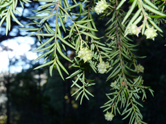 Saxegothaea conspicua