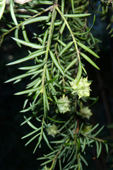 Saxegothaea conspicua