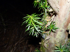 Podocarpus nubigenus