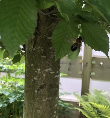 Megachile nigriventris