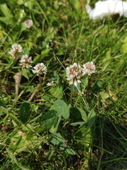 Trifolium repens