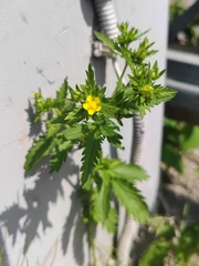 Potentilla norvegica