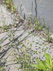 Capsella bursa-pastoris