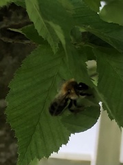 Megachile nigriventris