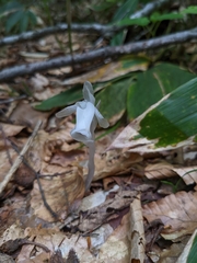 Monotropastrum humile