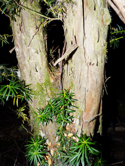 Podocarpus nubigenus