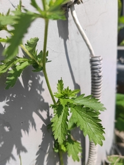 Potentilla norvegica