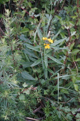 Erysimum amurense