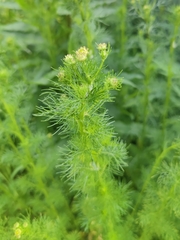 Tripleurospermum inodorum