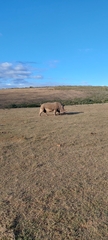 Rhinocerotidae