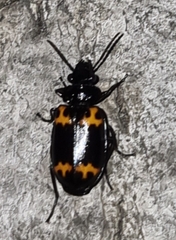 Lioptera erotyloides