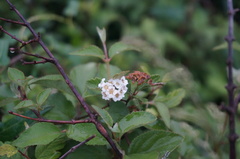 Spiraea dasyantha